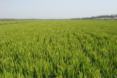 First grade rice